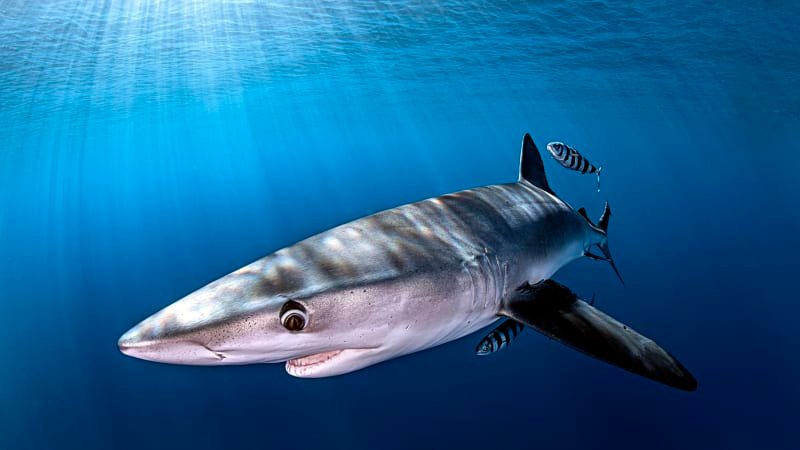 Horor u australských břehů: Zkušeného plavce napadl žralok, muž je v kritickém stavu Horor u australských břehů: Zkušeného plavce napadl žralok, muž je v kritickém stavu