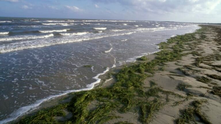 Dovolená v ohrožení? pobřeží jadranu se zbarvilo do zelena, mohou za to přemnožené řasy