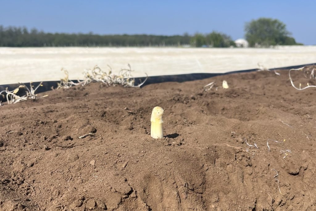Chceme menej pšenice a viac zeleniny, no pestovanie špargle ukazuje, prečo to nie je také ľahké Chceme menej pšenice a viac zeleniny, no pestovanie špargle ukazuje, prečo to nie je také ľahké