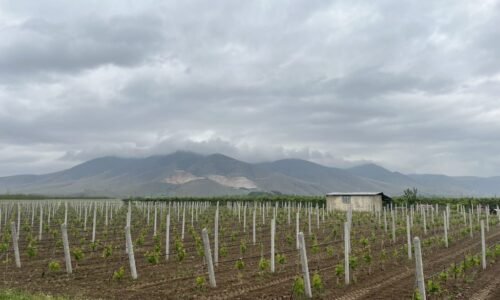 Dotácie za zvieratá, ktoré nie sú: Gréckom otriasa agrodotačný škandál, ktorý si Slovensko už zažilo