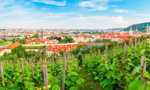 Nepřístupné vinohrady v Praze se otevřou pro veřejnost. Festival nabídne ochutnávky i exkurze