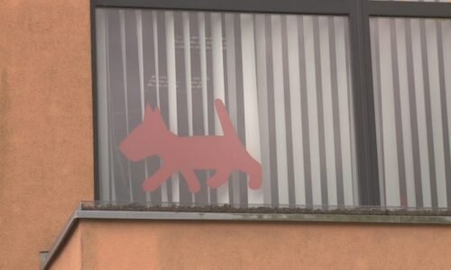 Případ odříznutého psího čumáku: Věc řeší veterina, jedna z žen se tváří jako milovnice zvířat
