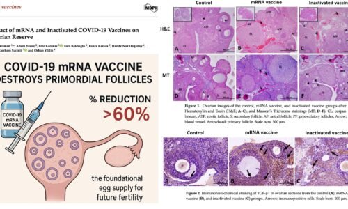 Studie: Injekce mRNA proti COVID-19 ničí více než 60 % neobnovitelných zásob vajíček žen