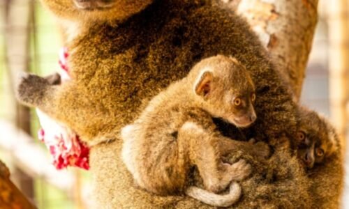 Ostravská zoo poprvé odchovává mláďata lemurů širokonosých. V péči lidí jich žije jen čtyřicet