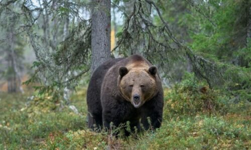Medvědice napadla na Slovensku člověka. Nyní ji zastřelili na zahradě domu i s mládětem