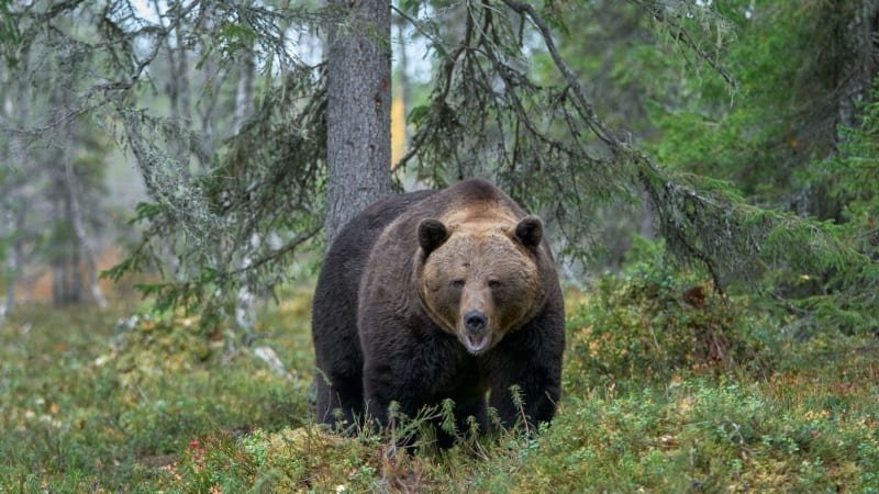 Medvědice napadla na Slovensku člověka. Nyní ji zastřelili na zahradě domu i s mládětem Medvědice napadla na Slovensku člověka. Nyní ji zastřelili na zahradě domu i s mládětem