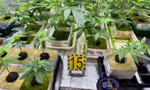 Pri akcii Botanik odhalili policajti laboratórium na pestovanie marihuany, zadržali dvoch ľudí
