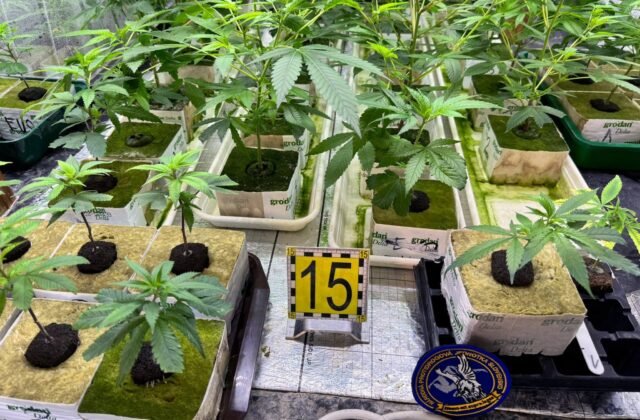 450367_684ff2d70f846790744305-640x420.jpg Pri akcii Botanik odhalili policajti laboratórium na pestovanie marihuany, zadržali dvoch ľudí