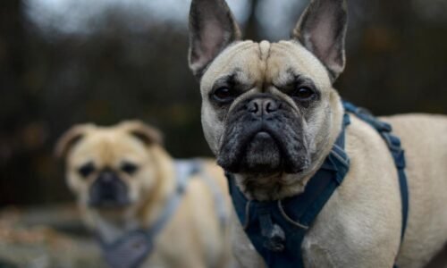 Nároční klienti s pazúrmi a chvostmi: psie opatrovateľky zažívajú boom. čo všetko sa od nich čaká?