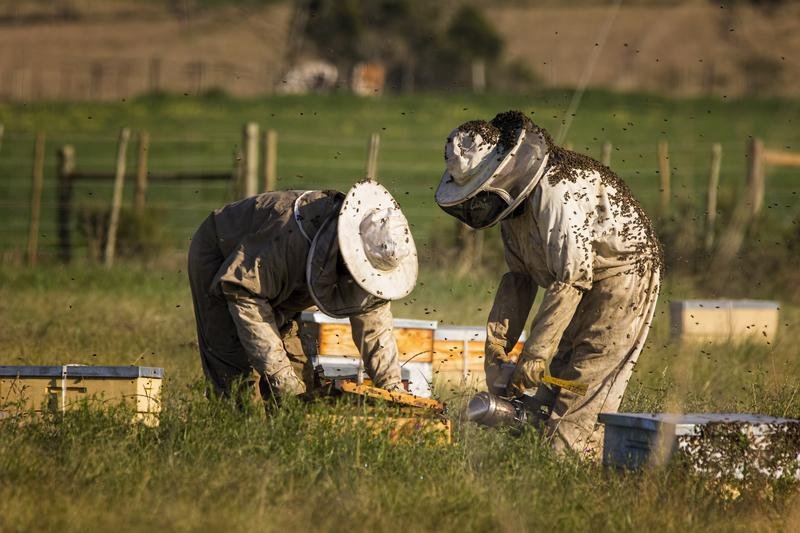 Včelári bojujú s nebezpečným parazitom. Hlásia prepad produkcie medu, problém obišiel len jeden kraj Včelári bojujú s nebezpečným parazitom. Hlásia prepad produkcie medu, problém obišiel len jeden kraj
