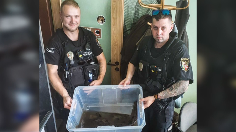 Záhada v Plzni: U zoo našli kriticky ohroženého velemloka. Policie pátrá po viníkovi Záhada v Plzni: U zoo našli kriticky ohroženého velemloka. Policie pátrá po viníkovi