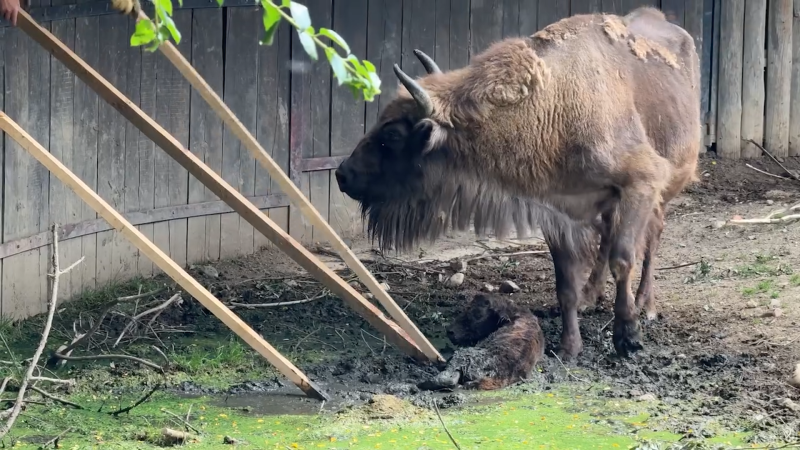 Dramatická záchrana zubřího novorozeněte v Zoo Praha. Záběry ukazují obětavý zásah ošetřovatelů Dramatická záchrana zubřího novorozeněte v Zoo Praha. Záběry ukazují obětavý zásah ošetřovatelů