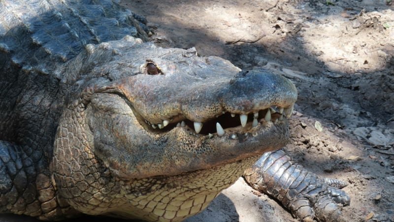 „Zázrak“ na jezeře: Aligátor stáhl psa pod vodu, ten měl celou hlavu v čelistech. Přesto přežil „Zázrak“ na jezeře: Aligátor stáhl psa pod vodu, ten měl celou hlavu v čelistech. Přesto přežil