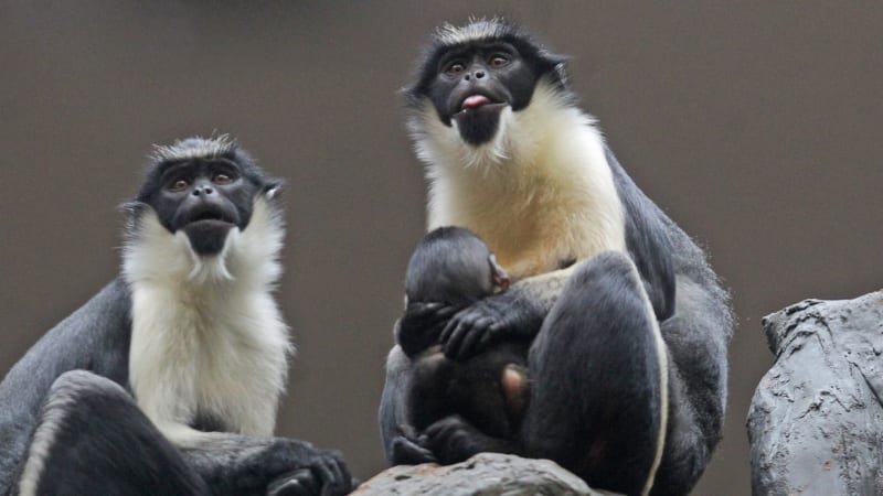 Úspěch ostravských chovatelů: V tamní zoo se letos narodili už tři ohrožení kočkodani Dianini Úspěch ostravských chovatelů: V tamní zoo se letos narodili už tři ohrožení kočkodani Dianini
