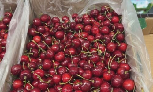 Třešně nad zlato: V Česku se prodávají i za 700 korun, zákazníky si přesto najdou