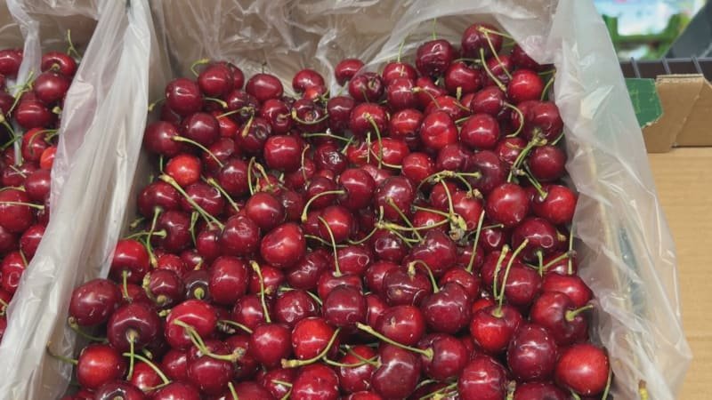 Třešně nad zlato: V Česku se prodávají i za 700 korun, zákazníky si přesto najdou
