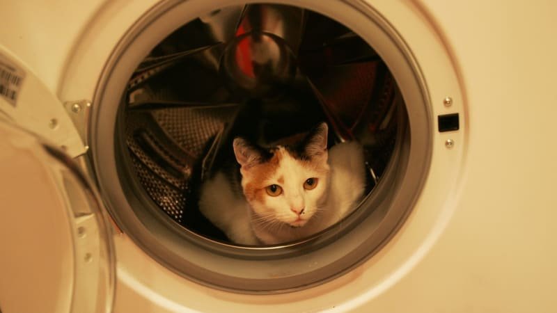 Kotě přežilo hodinu v zapnuté pračce. Neviděla jsem zvíře v takovém stavu, děsila se veterinářka Kotě přežilo hodinu v zapnuté pračce. Neviděla jsem zvíře v takovém stavu, děsila se veterinářka