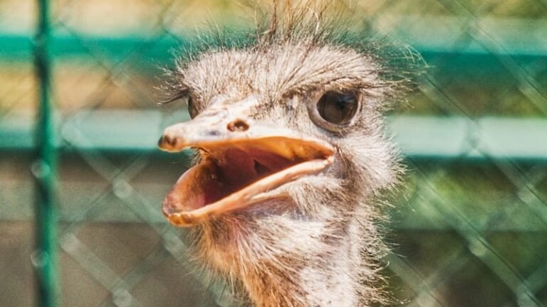 Bizarní krádež u brna: z chalupy někdo ukradl pštrosa. ovce a slepice jen vypustil do okolí