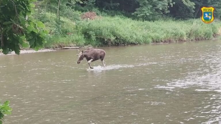 Mohutný los se toulá po ostravsku, poničil plot. kvůli divokému zvířeti vyjížděla i policie