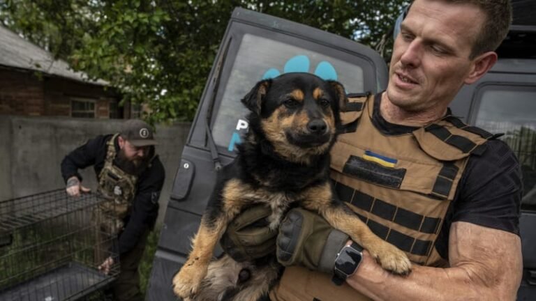 Fenka porodila mezi kulkami, další šlápla na minu. válka tvrdě zasáhla i zvířata na ukrajině