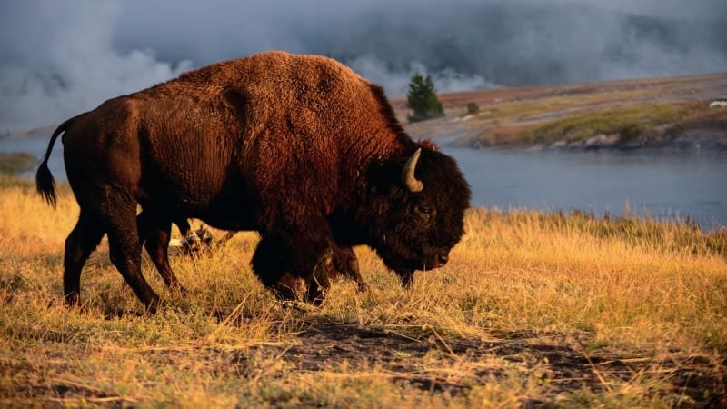 Tvrdý útok Bizona: Muže v Yellowstonu nabral přímo na rohy, turista porušil pravidla divočiny Tvrdý útok Bizona: Muže v Yellowstonu nabral přímo na rohy, turista porušil pravidla divočiny
