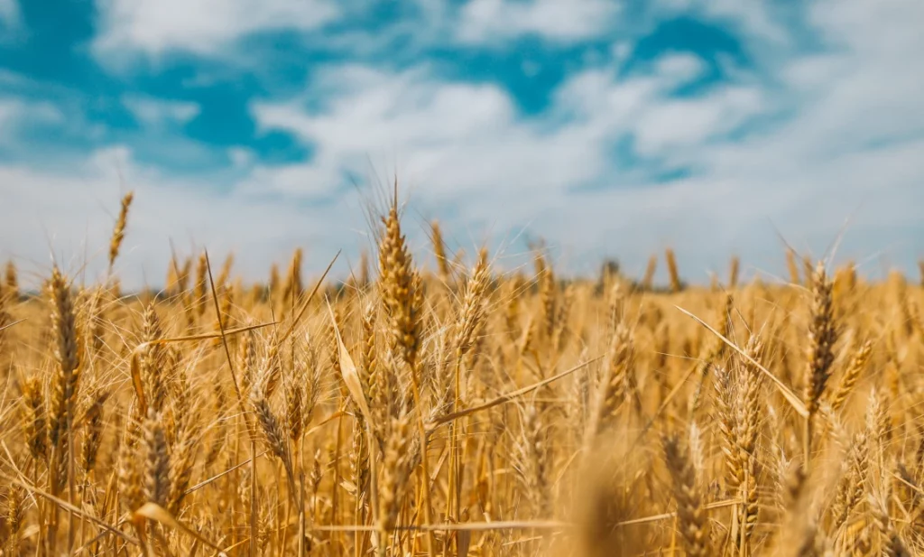 Vnúti nám dánske predsedníctvo EÚ napriek nášmu odporu GMO potraviny? Vnúti nám dánske predsedníctvo EÚ napriek nášmu odporu GMO potraviny?