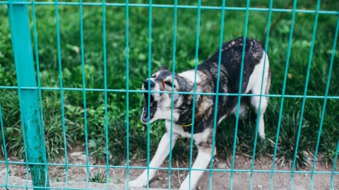 Zabezpečte, aby váš pes neohrozoval doručovateľov
