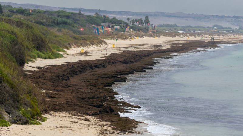 Španělsko čelí velké hrozbě. Pláže zahlcují agresivní řasy, ochránci přírody bijí na poplach Španělsko čelí velké hrozbě. Pláže zahlcují agresivní řasy, ochránci přírody bijí na poplach