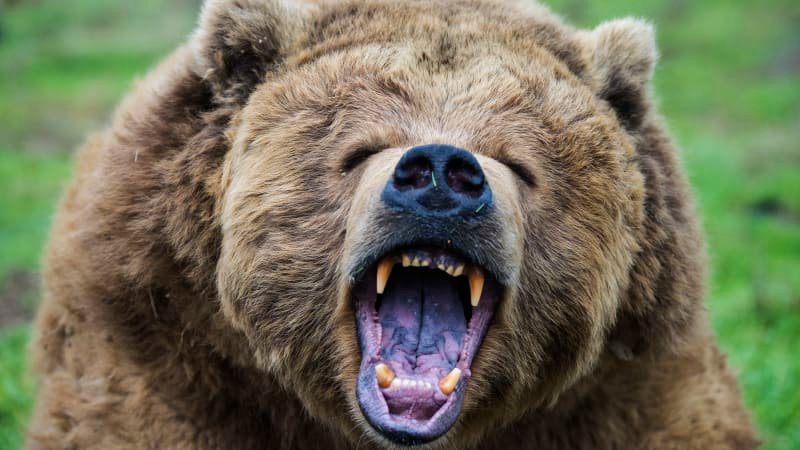 Grizzly zaryl ženě drápy do zad a zakousl se jí do hlavy. Zachránila ji sponka do vlasů Grizzly zaryl ženě drápy do zad a zakousl se jí do hlavy. Zachránila ji sponka do vlasů