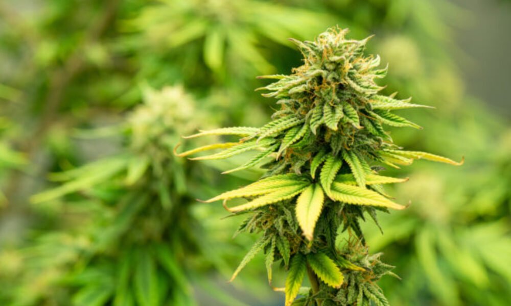 Deti sa intoxikovali po konzumácii potravinového produktu, zistili v ňom THC