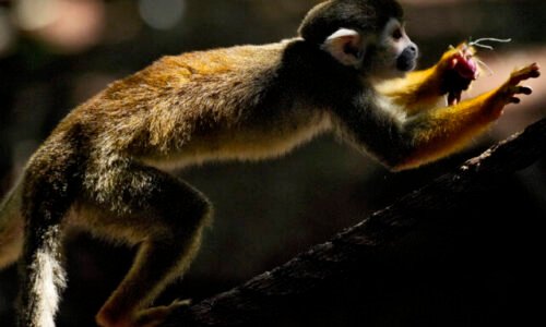 Opičku v zoologickej záhrade otrávil návštevník čokoládou