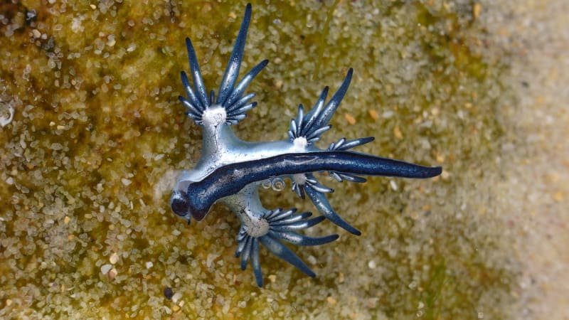 Nejkrásnější zabiják oceánů se objevil u Mallorky. Setkání s modrým drakem může být nebezpečné