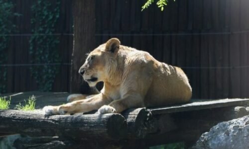 Bratislavská ZOO musela uspať 21-ročnú levicu Jawu a prišla aj o rysa veterána menom Drákula