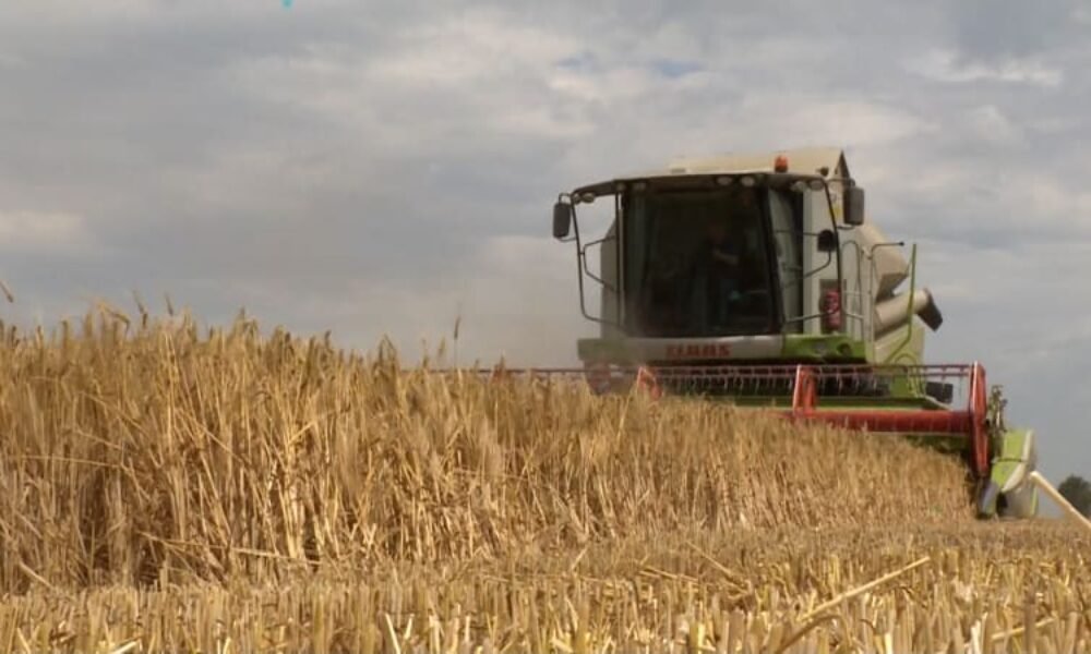 Zemědělci sklidili skoro polovinu obilnin, práce brzdí déšť. Nejlépe je na tom jižní Morava