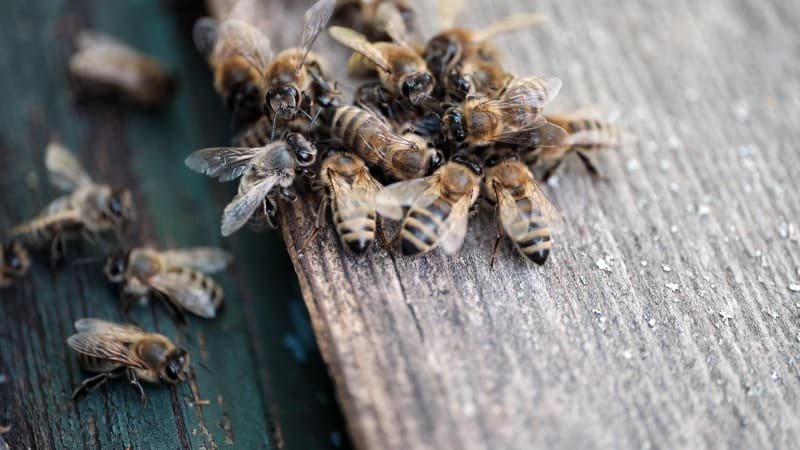 Běsnící včely ve Francii: Během půlhodiny zranily desítky lidí, napadení jsou v kritickém stavu Běsnící včely ve Francii: Během půlhodiny zranily desítky lidí, napadení jsou v kritickém stavu