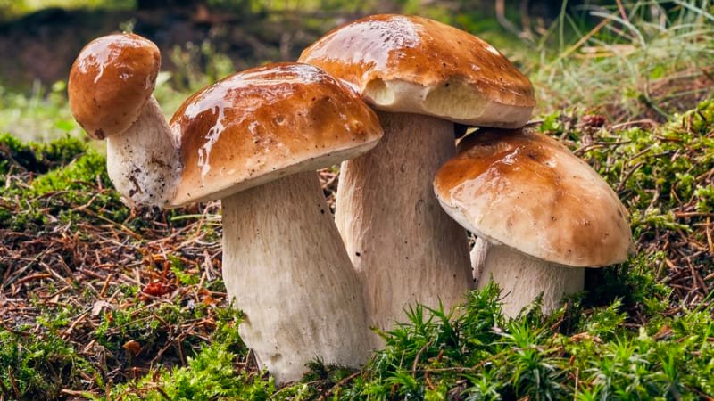 Jak si z lesa odnést košíky plné hub? Pomohou tři jednoduché rady i speciální mapa Jak si z lesa odnést košíky plné hub? Pomohou tři jednoduché rady i speciální mapa