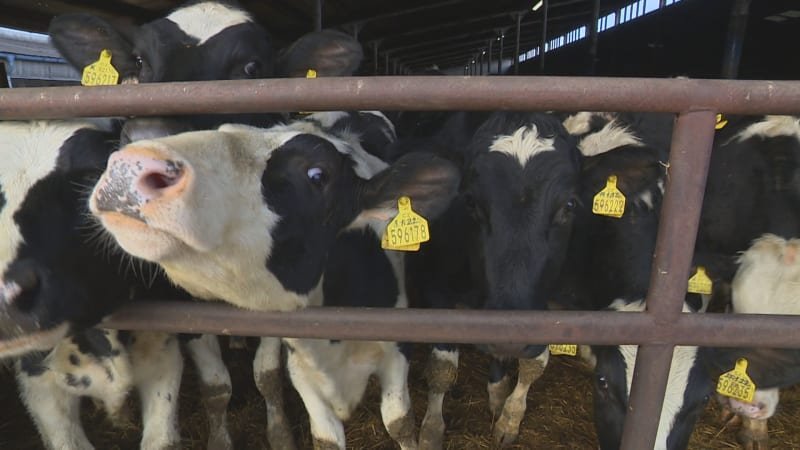 Jihočeští zemědělci chovají nejvíce skotu a ovcí v Česku. Počet prasat v kraji trvale klesá Jihočeští zemědělci chovají nejvíce skotu a ovcí v Česku. Počet prasat v kraji trvale klesá