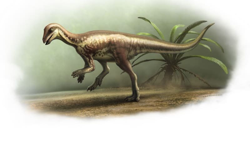 Vědci objevili nového dinosaura. „Tajemný běžec“ dokázal bleskurychle zmizet predátorům Vědci objevili nového dinosaura. „Tajemný běžec“ dokázal bleskurychle zmizet predátorům