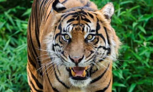 Zoo Praha má nového tygra, utvoří chovný pár se samicí Suryou. Jaké má zvíře divné zvyky?
