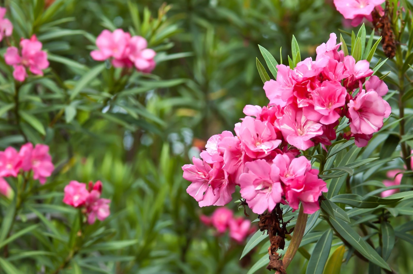 Oleander – ako na jeho pestovanie či strihanie? Oleander – ako na jeho pestovanie či strihanie?