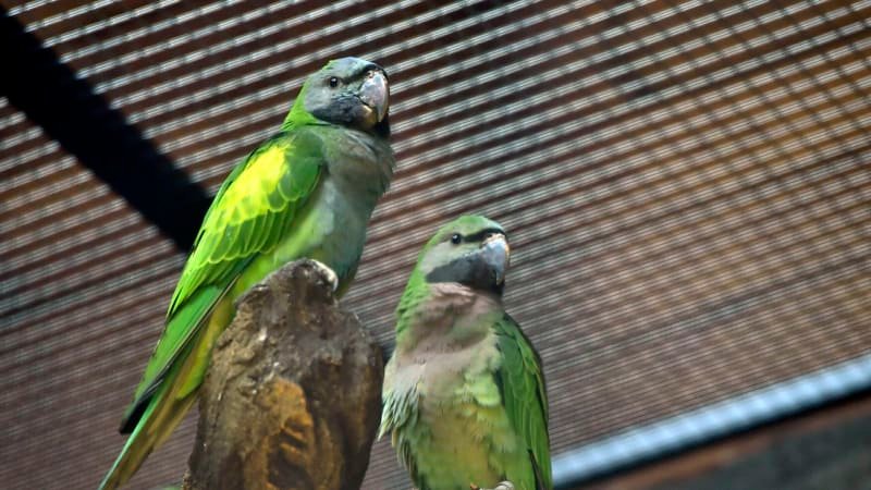 Úspěch ostravské zoo: Vylíhlo se 10 mláďat papoušků alexandrů, má jich nejvíce na světě Úspěch ostravské zoo: Vylíhlo se 10 mláďat papoušků alexandrů, má jich nejvíce na světě
