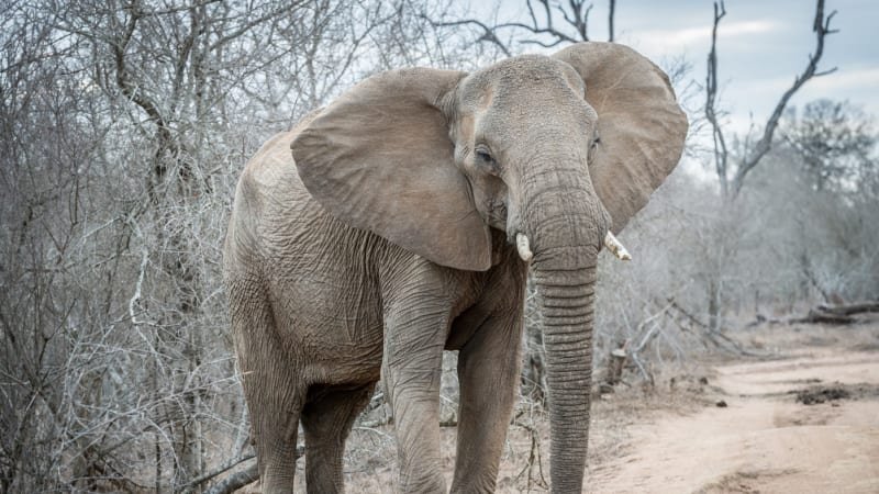 Slonice ušlapala v Zambii dvě turistky. Zvíře nejspíš bránilo své mládě Slonice ušlapala v Zambii dvě turistky. Zvíře nejspíš bránilo své mládě