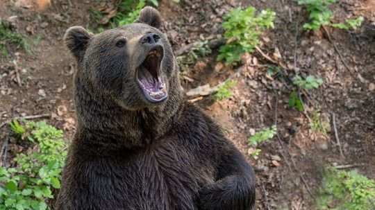 Zásahový tím Stred rieši medveďa v obci Budča, obyvatelia majú byť opatrní