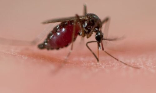 Západonilská horečka zabila v Itálii pět lidí. Experti bijí na poplach