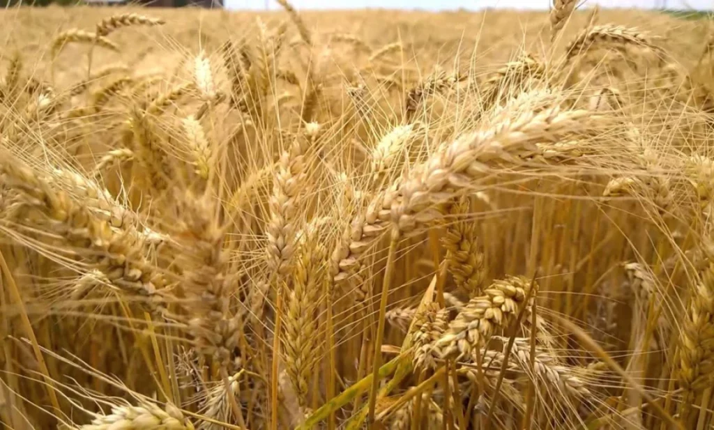 Dohoda medzi EÚ a Ukrajinou je tu! Môže oslabiť európske poľnohospodárstvo Dohoda medzi EÚ a Ukrajinou je tu! Môže oslabiť európske poľnohospodárstvo