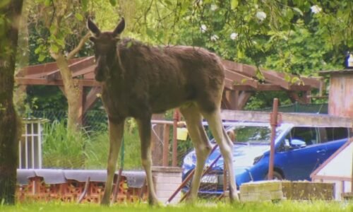 Los cestovatel dorazil z Ostravska na Zlínsko. Zoolog odhadl, kde obrova anabáze asi skončí
