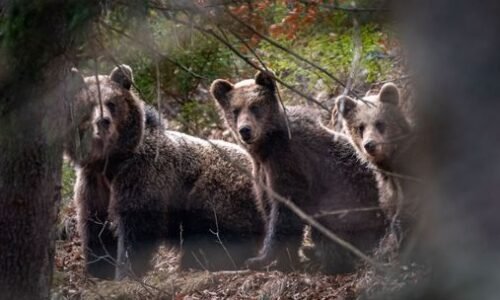 V okrese Zlaté Moravce sa pohybuje medveď hnedý. Spozorovali ho v katastri dvoch obcí