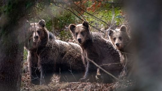 V okrese Zlaté Moravce sa pohybuje medveď hnedý. Spozorovali ho v katastri dvoch obcí
