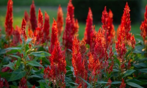 Celosia (plamenník): Ako pestovať túto vďačnú letničku?
