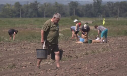 Samosběry v Jihomoravském kraji lákají na nízké ceny i kvalitu. Po čem je největší sháňka?